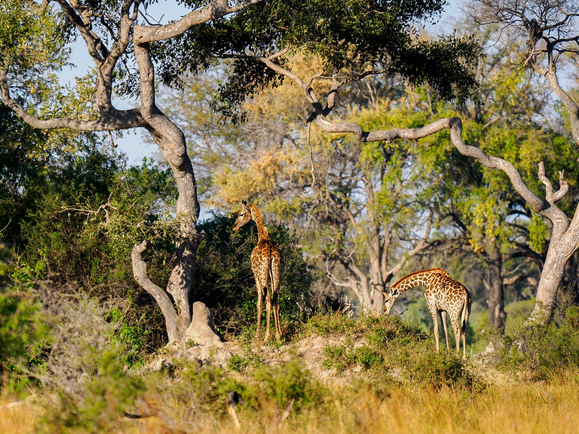 Giraffe