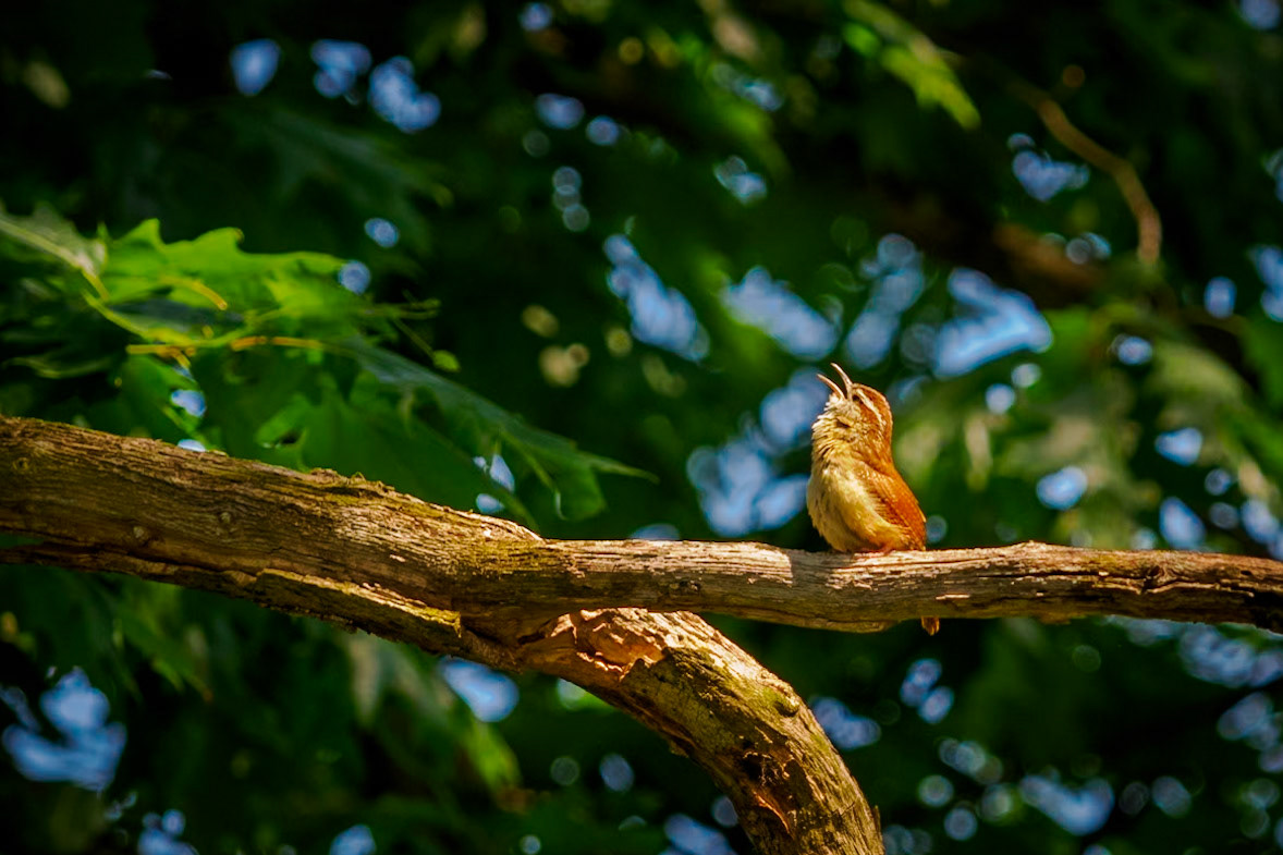 Carolina wren