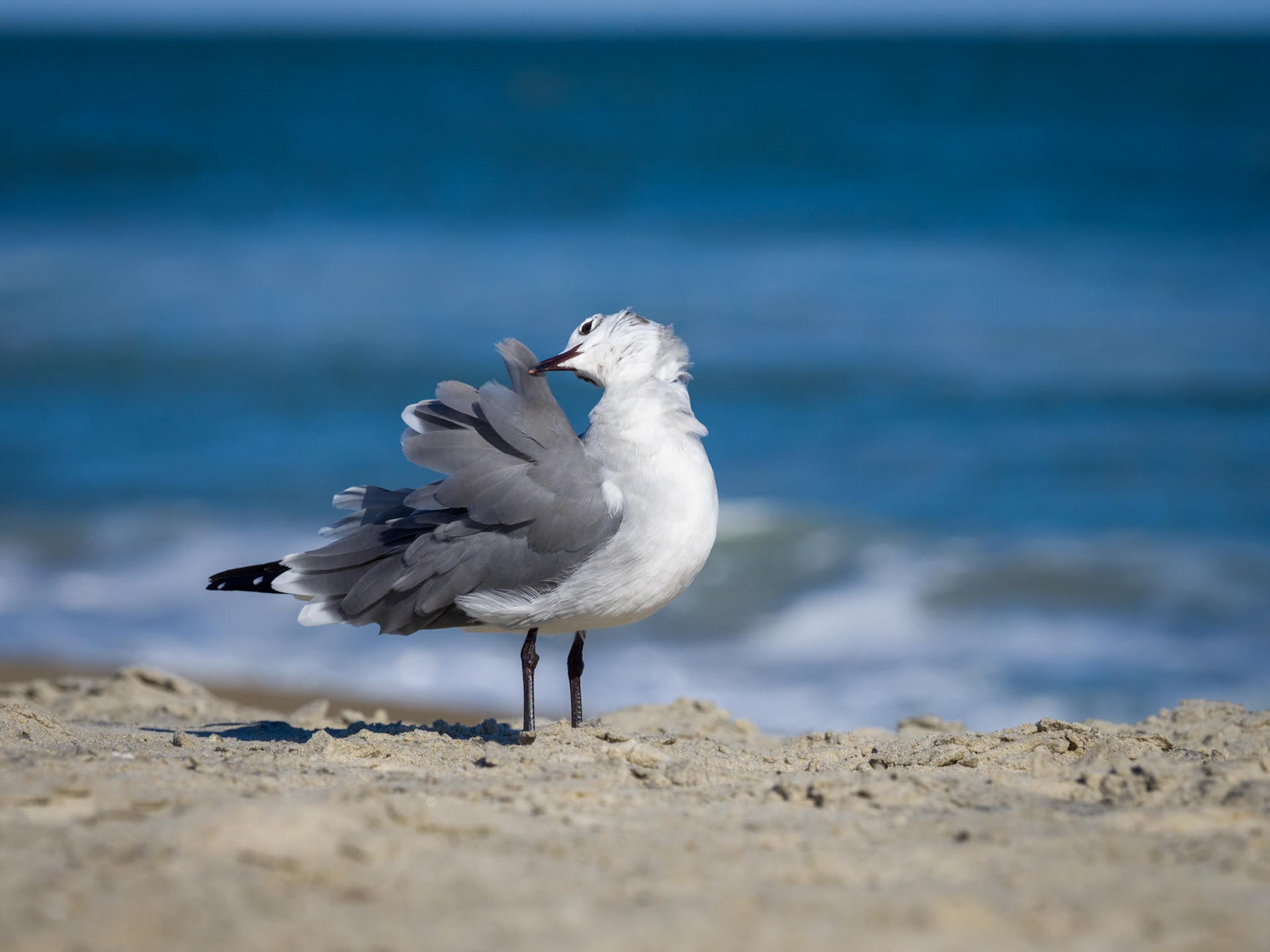 Laughing Gull