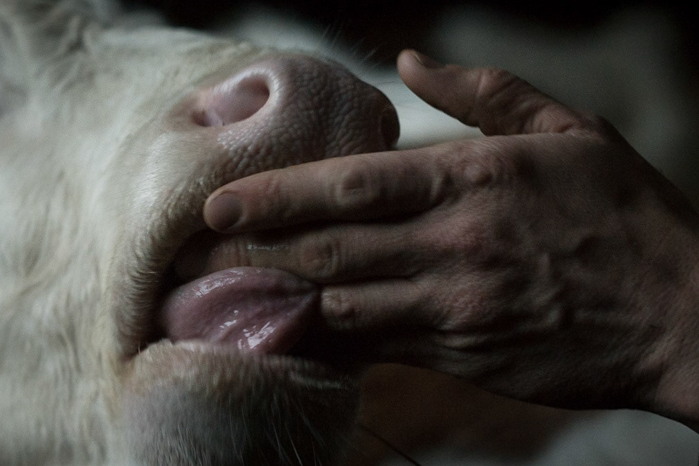A calf licking Pascal's hand