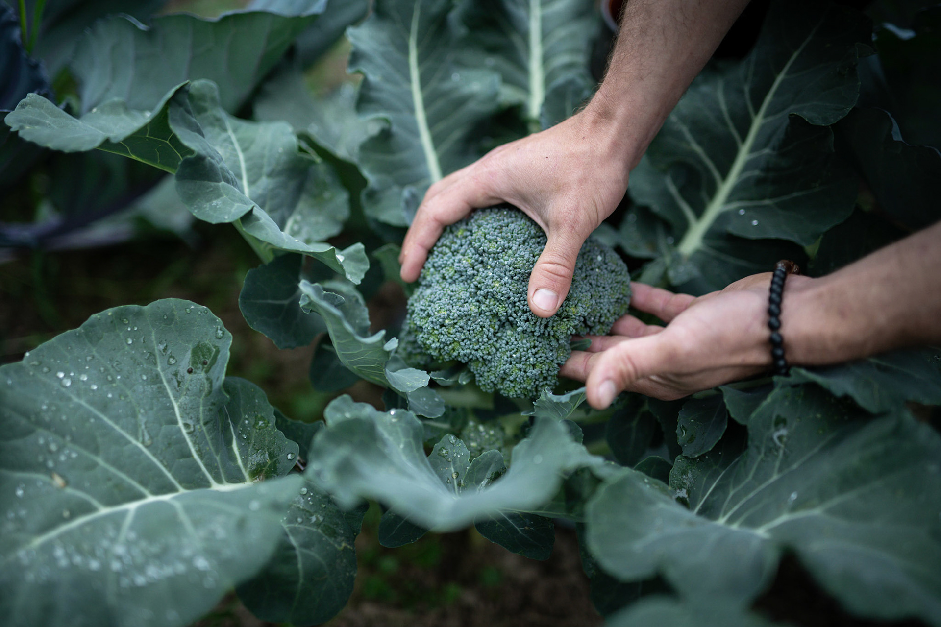 For his personal consumption, Pascal grows a few vegetables such as broccoli.