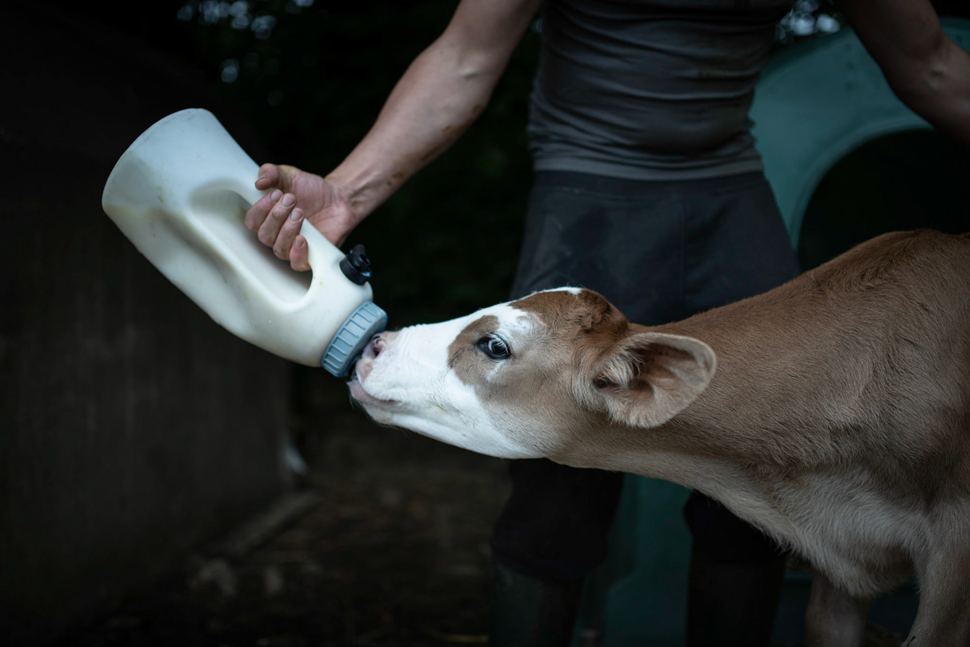 Pascal feeds the calves with the milk of the cows because they are separated from their mothers.