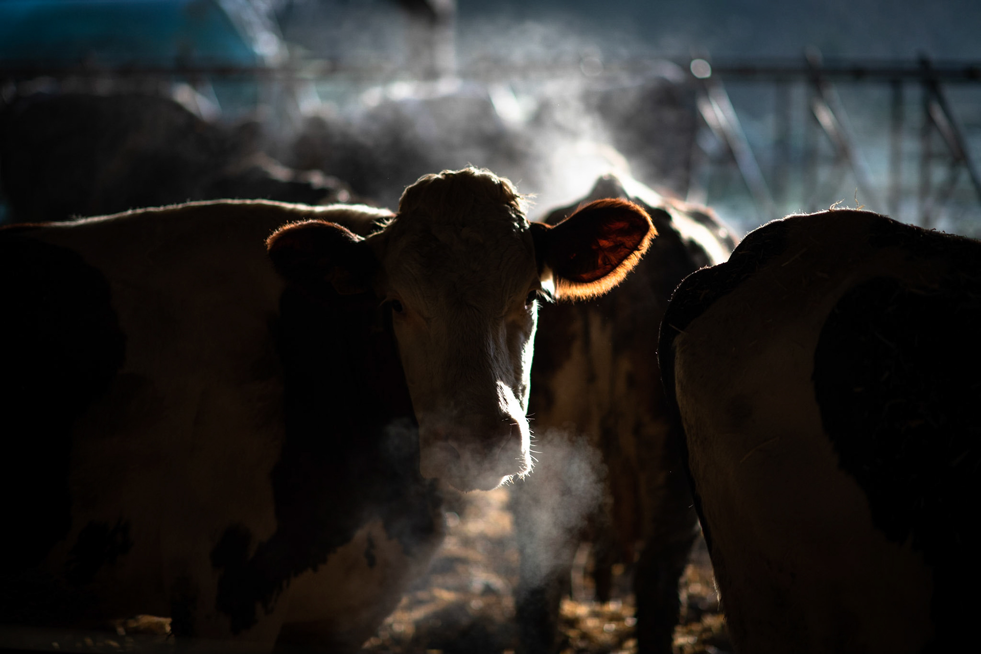 On some winter days, the barn is foggy because of the cows' breathing.