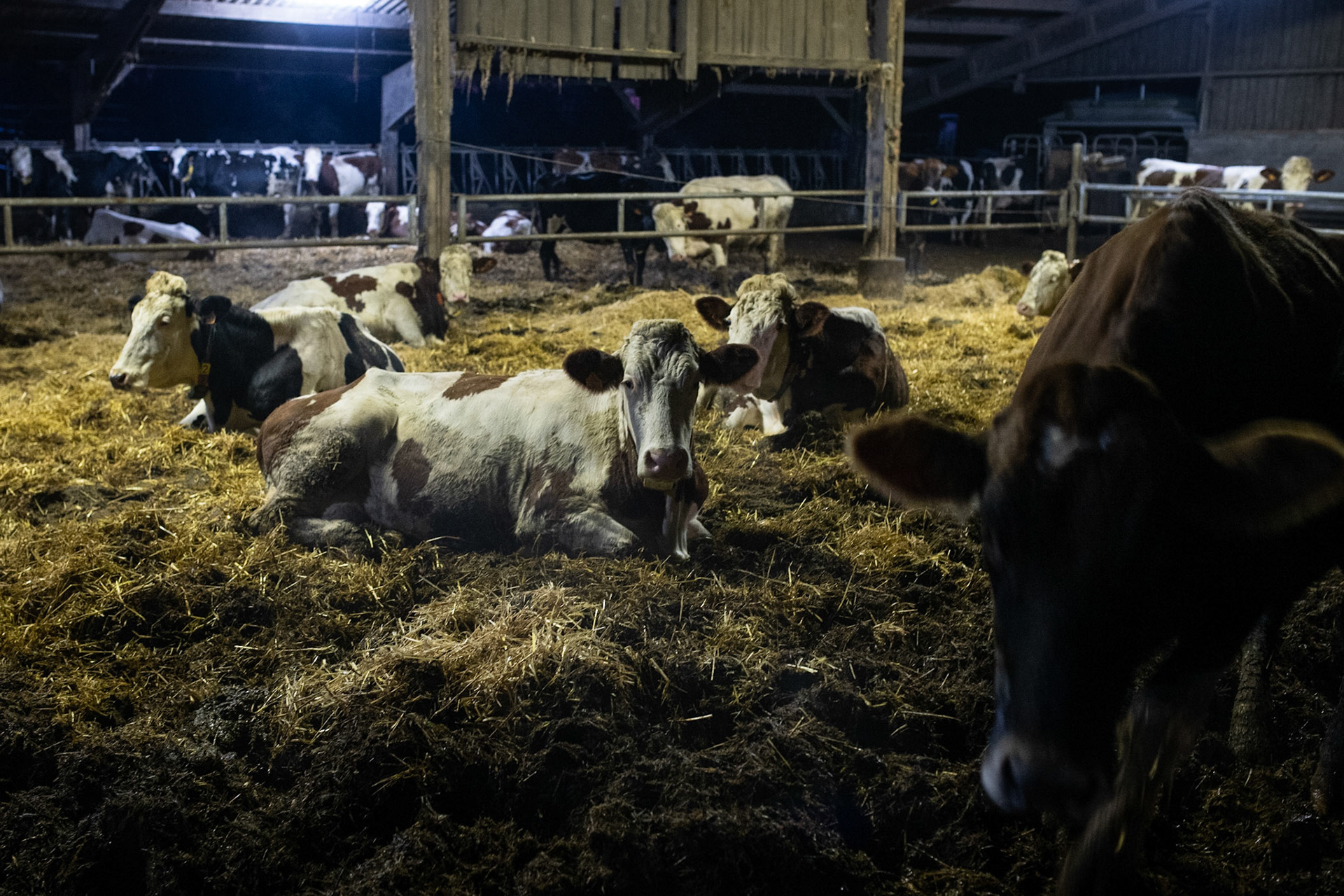 In winter, most cows stay in the barn.