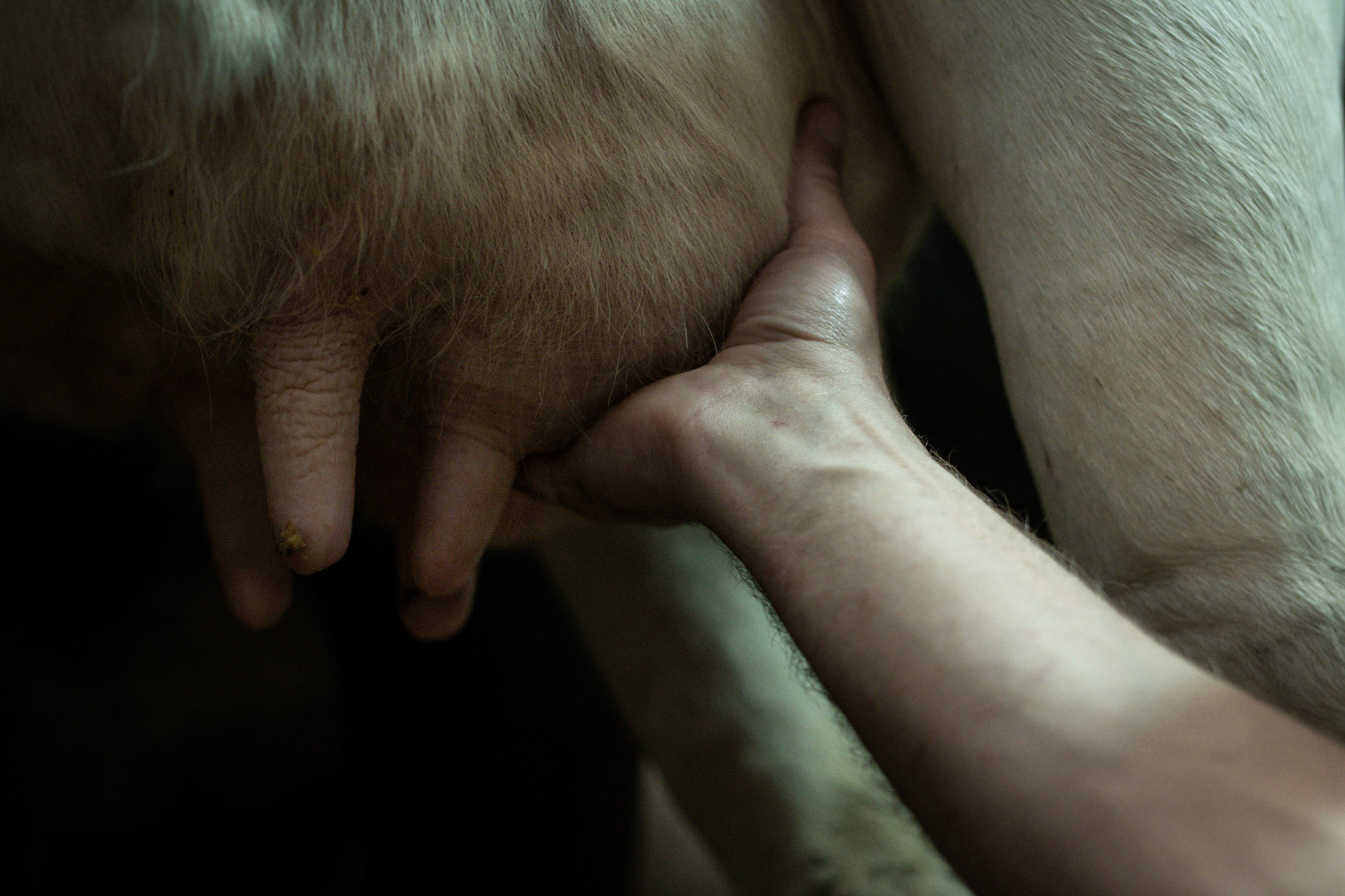 sometimes, before milking, you have to touch the udder to check that there is no inflamation.