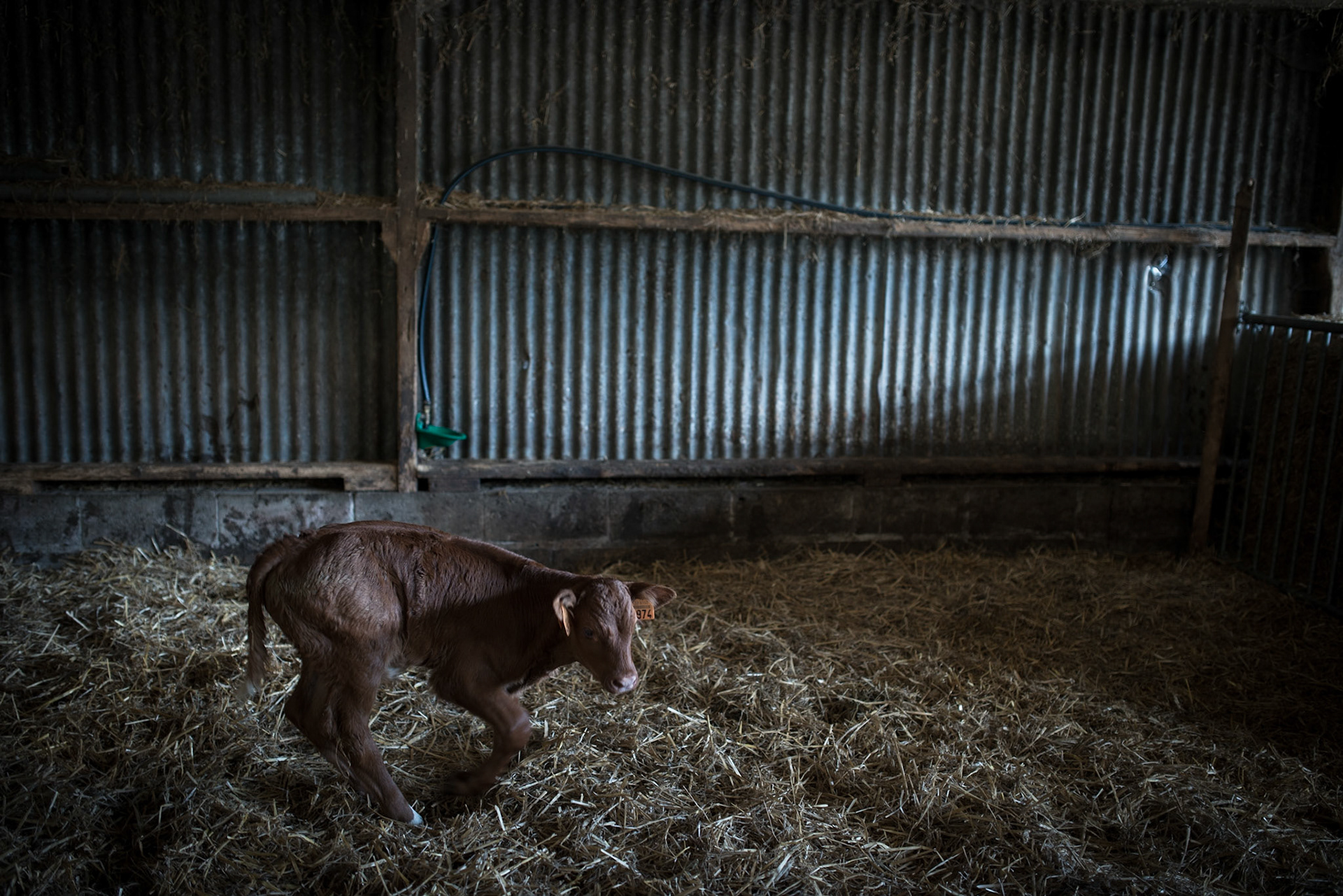 A calve sheltered in the barn