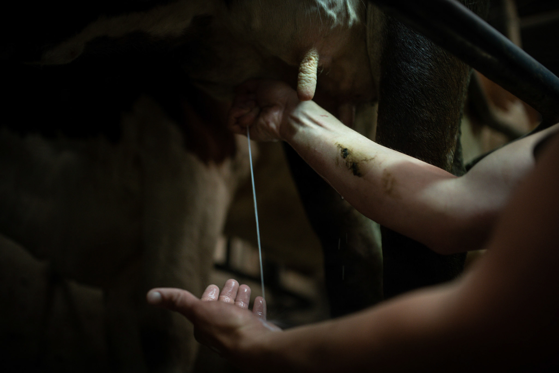 Sometimes the texture and colour of the milk should be checked before milking