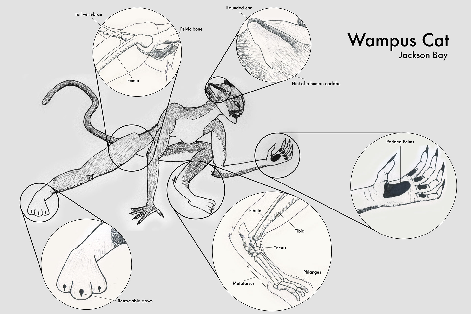 Researching and diagramming the anatomy of a hybrid creature from folklore