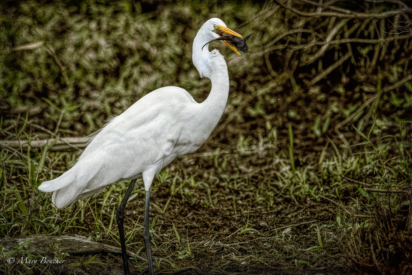 Great Egret