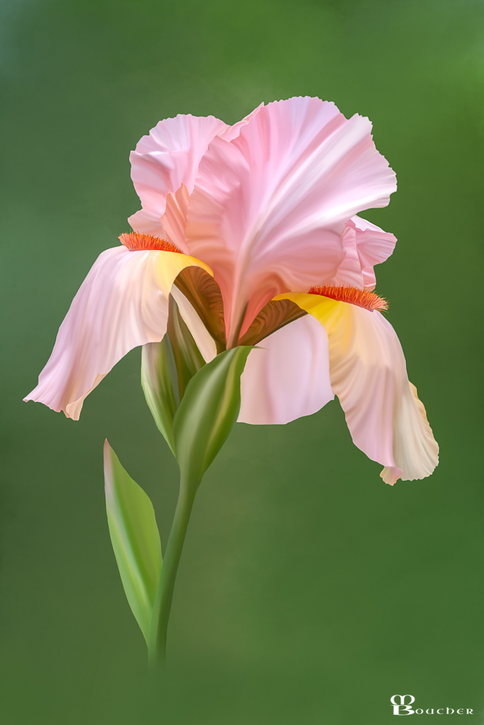 Iris