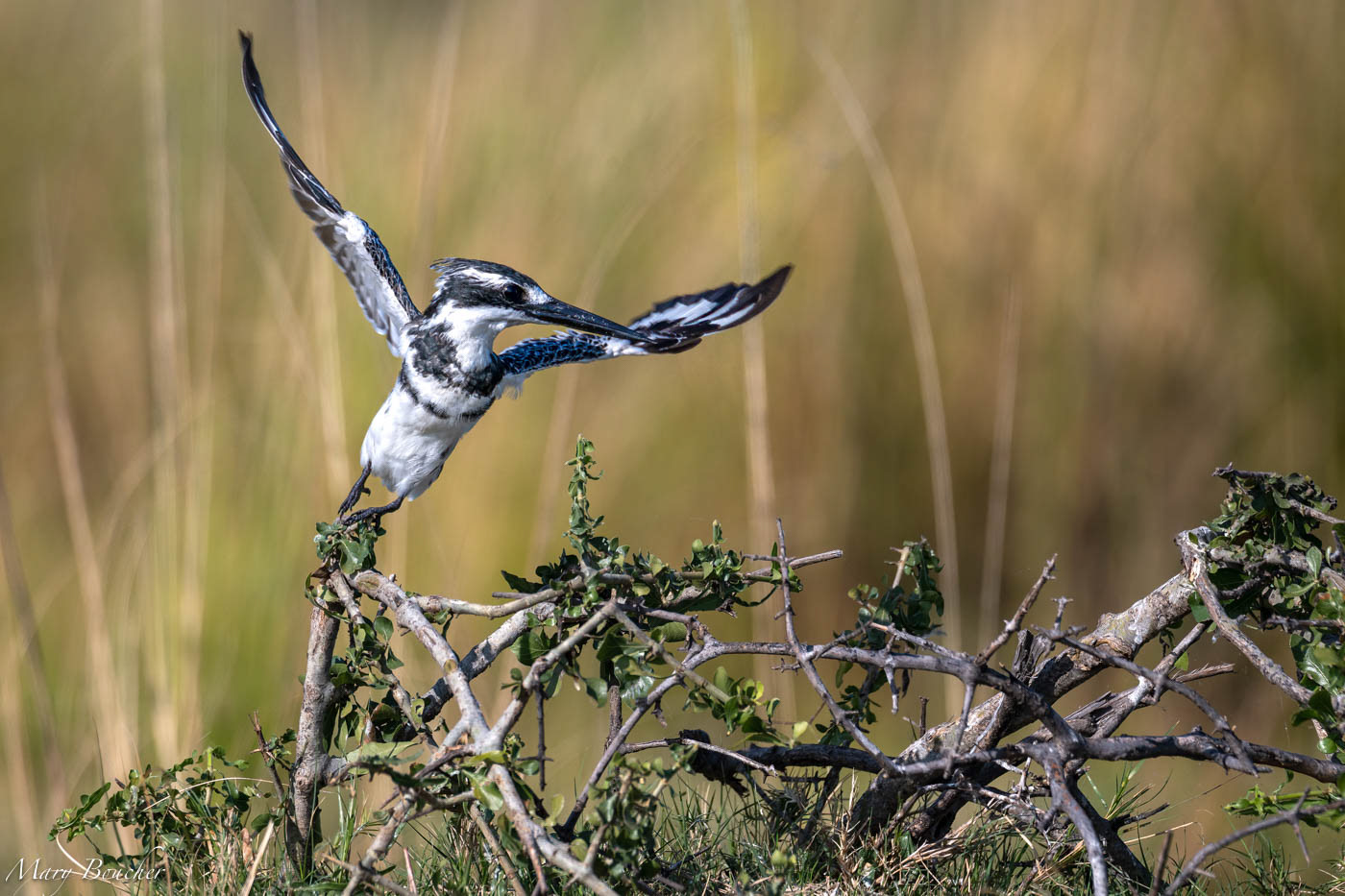 Pied Kingfisher