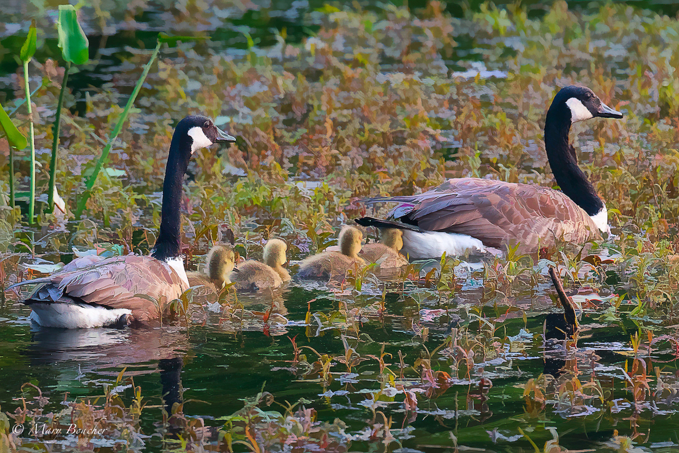 Geese