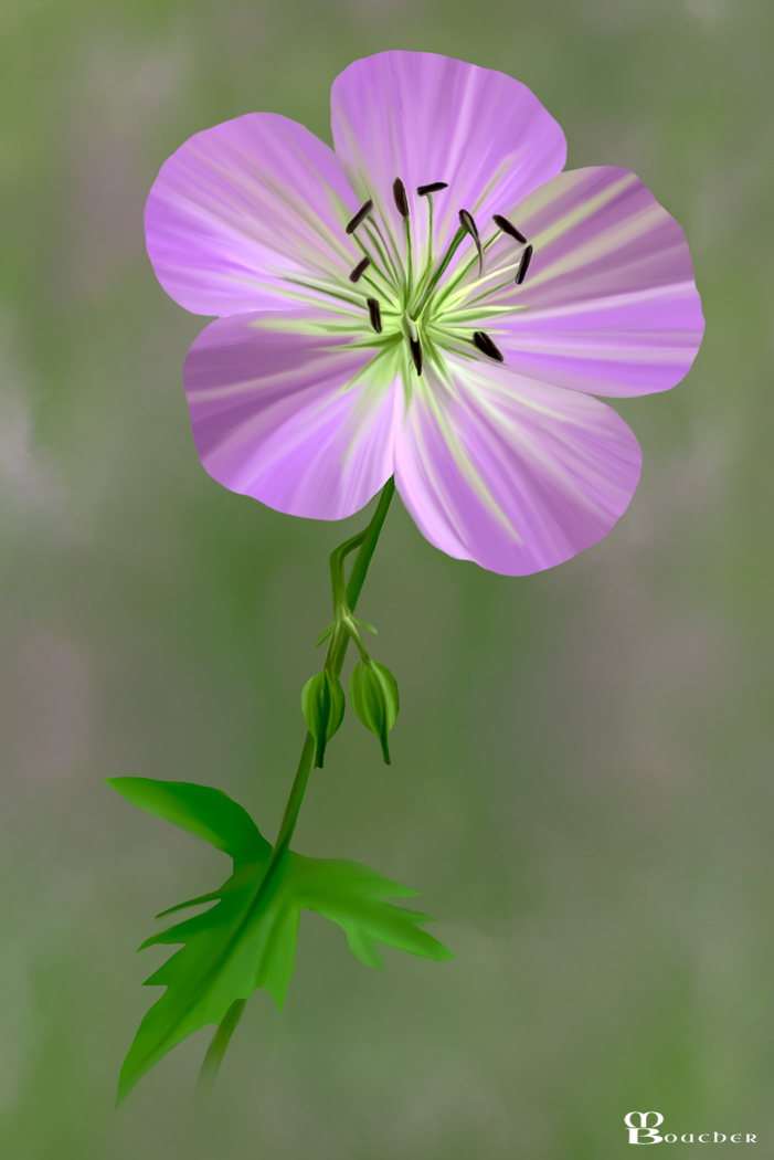 Wild Geranium