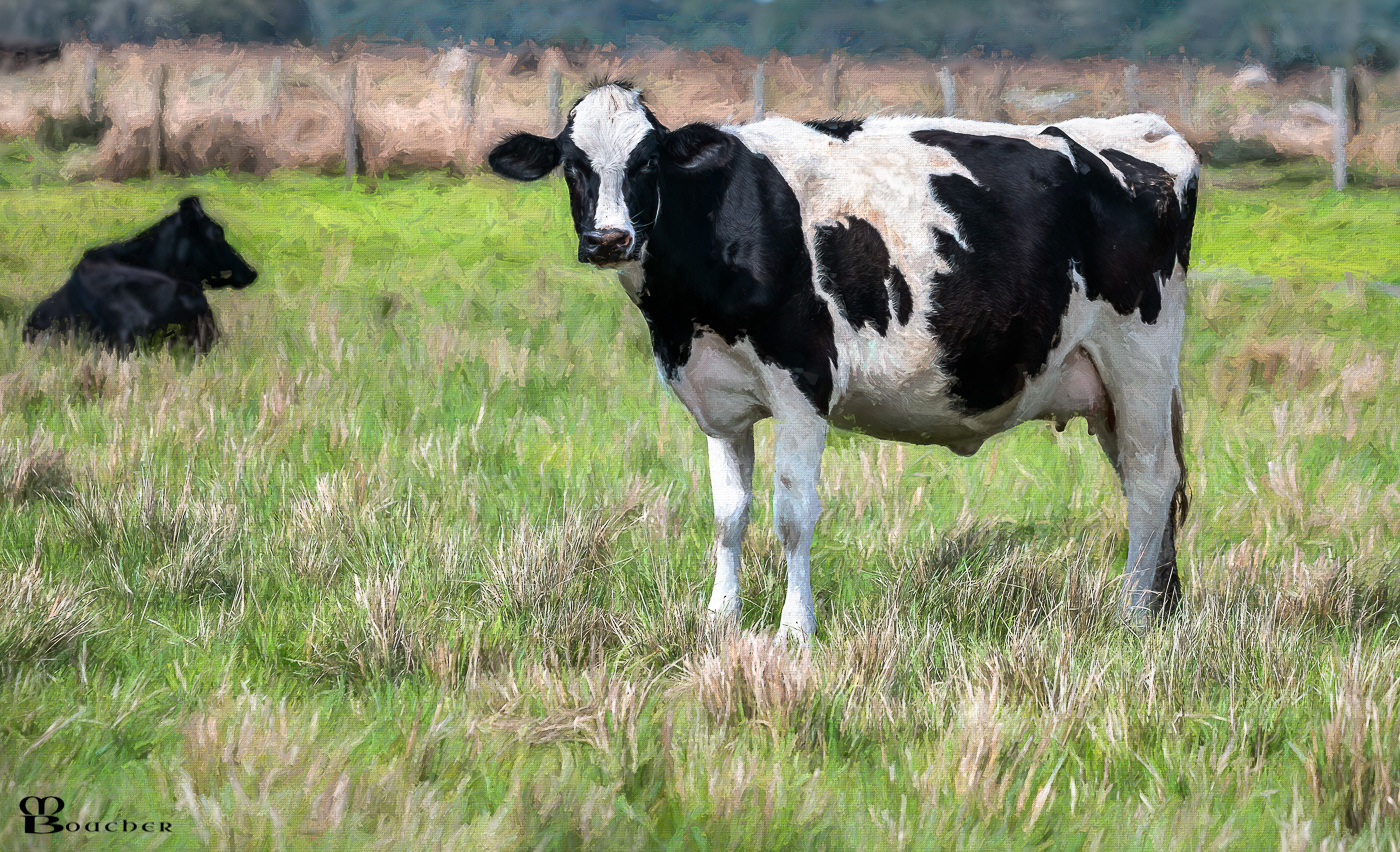 Cow