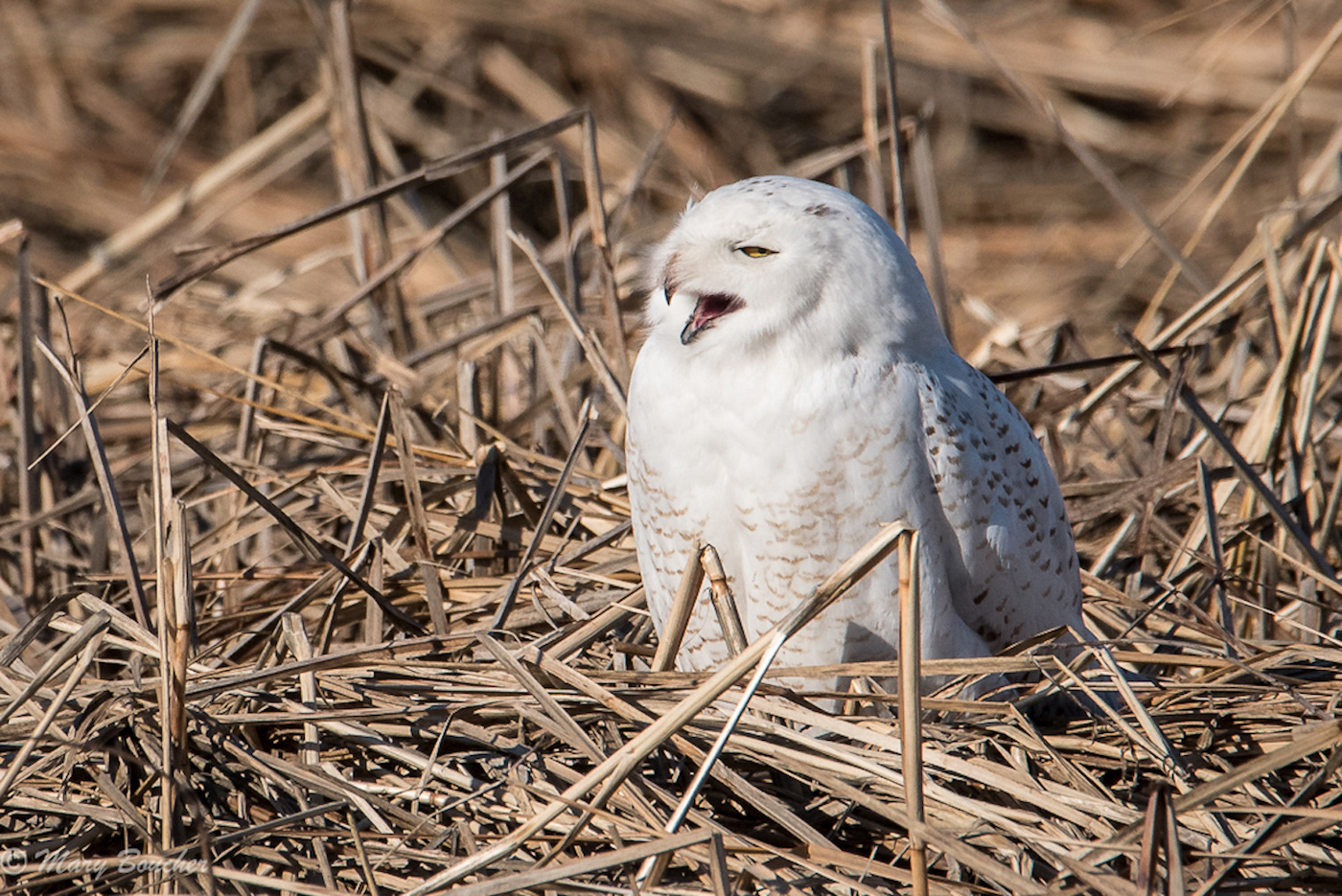 Snowy Owl