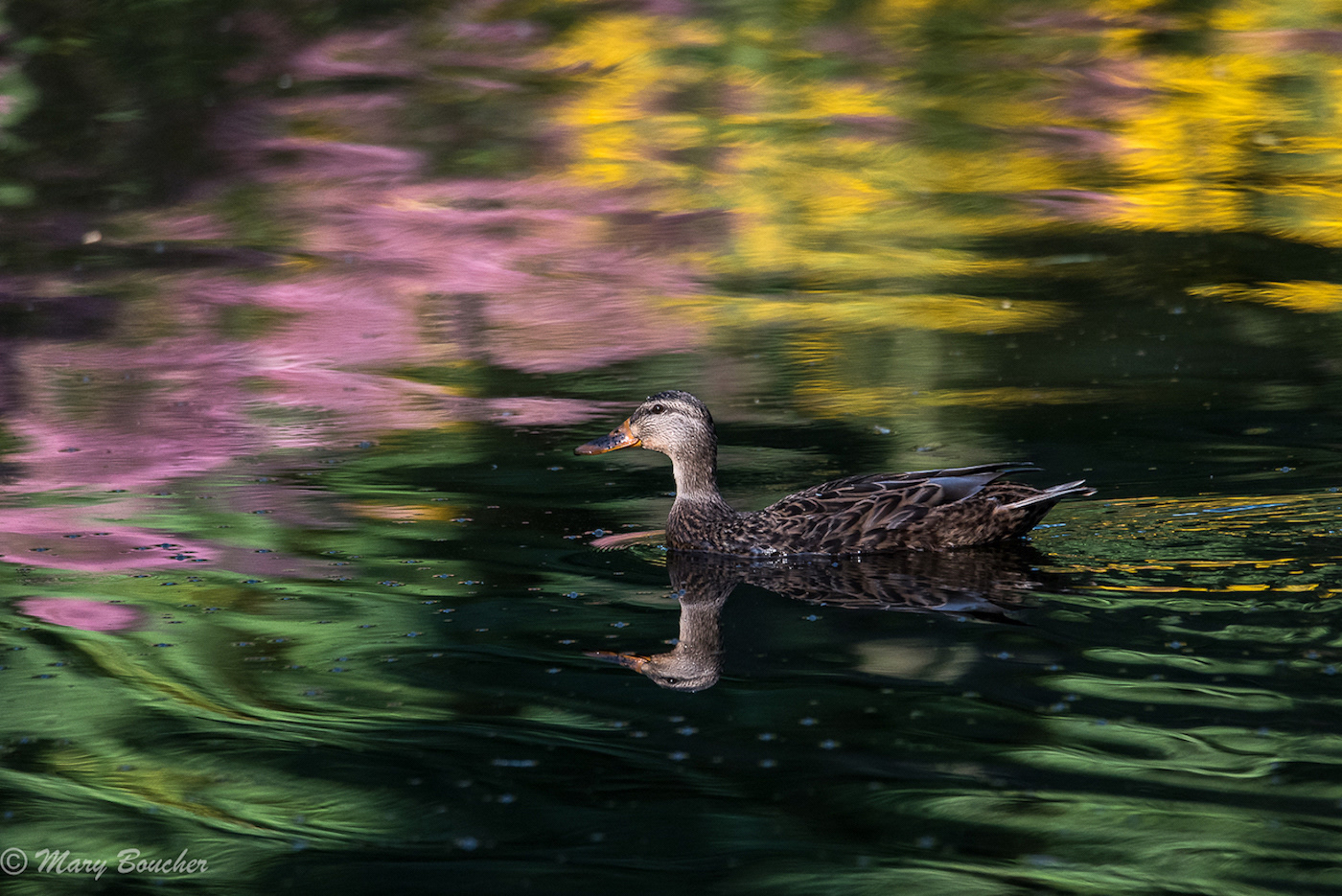 Female Mallard