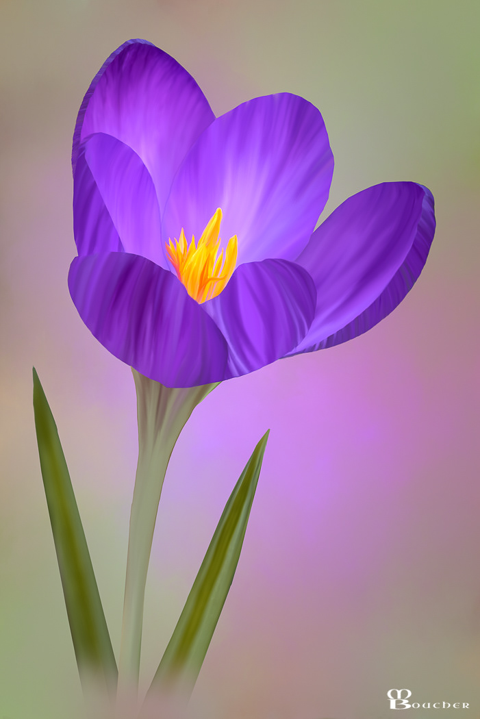 Crocus