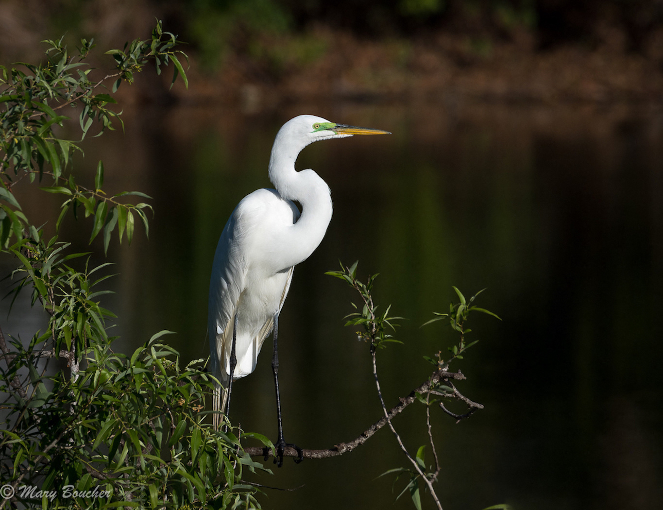 Great Egret