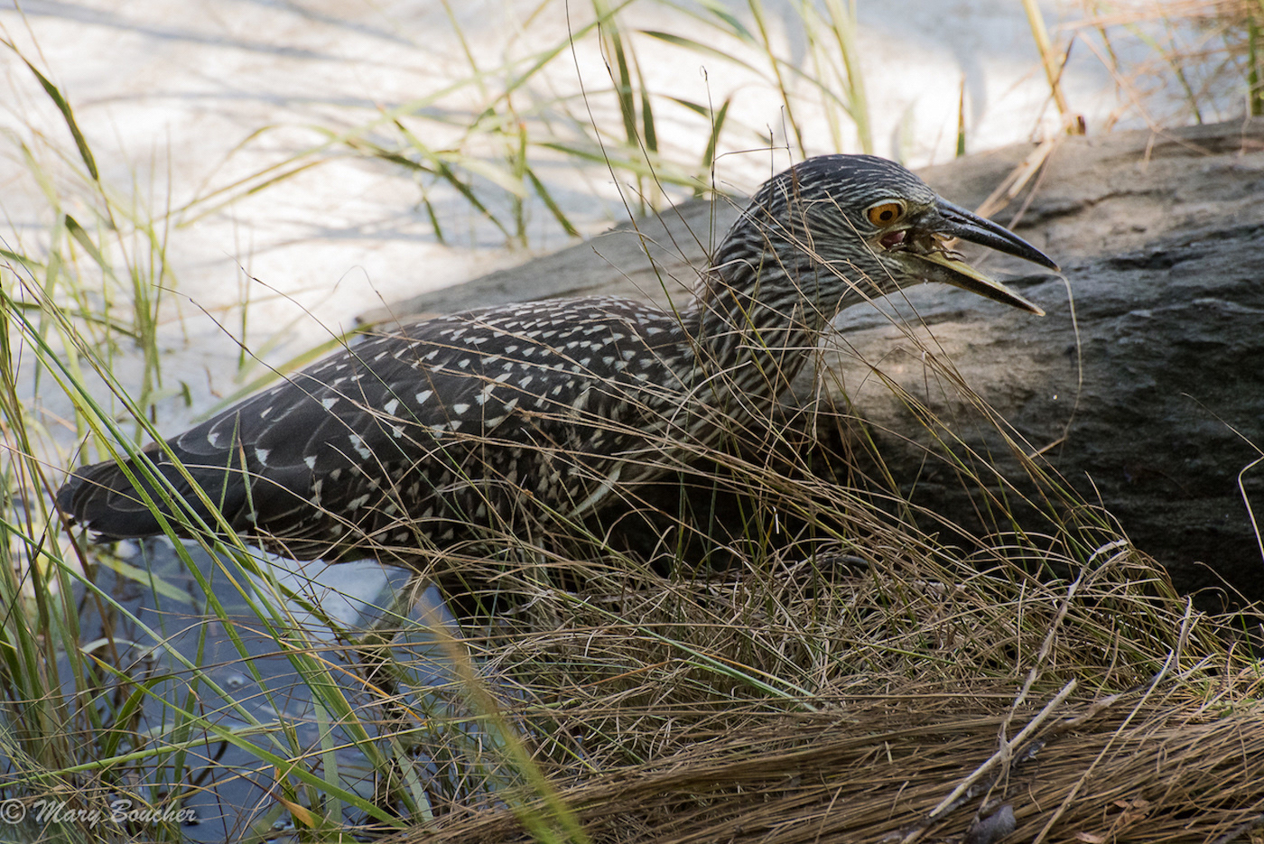 Juvenile black-crowned night heron