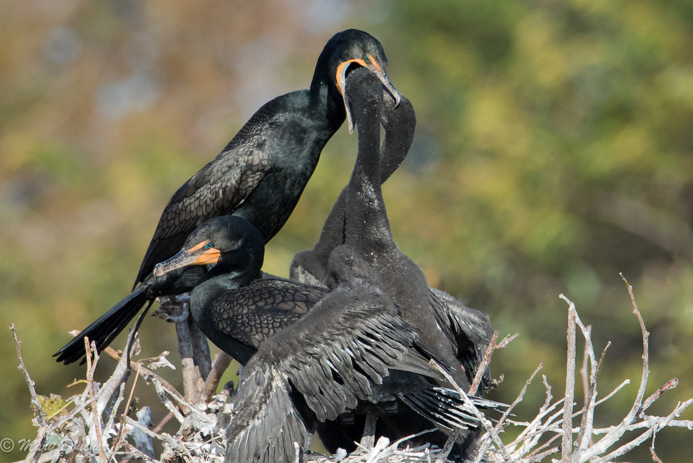 Cormorants