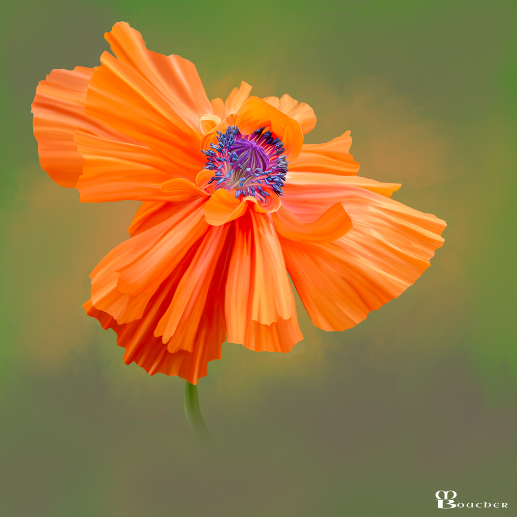 Poppy