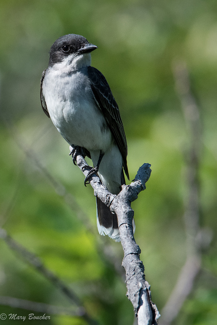 Eastern Kingbird