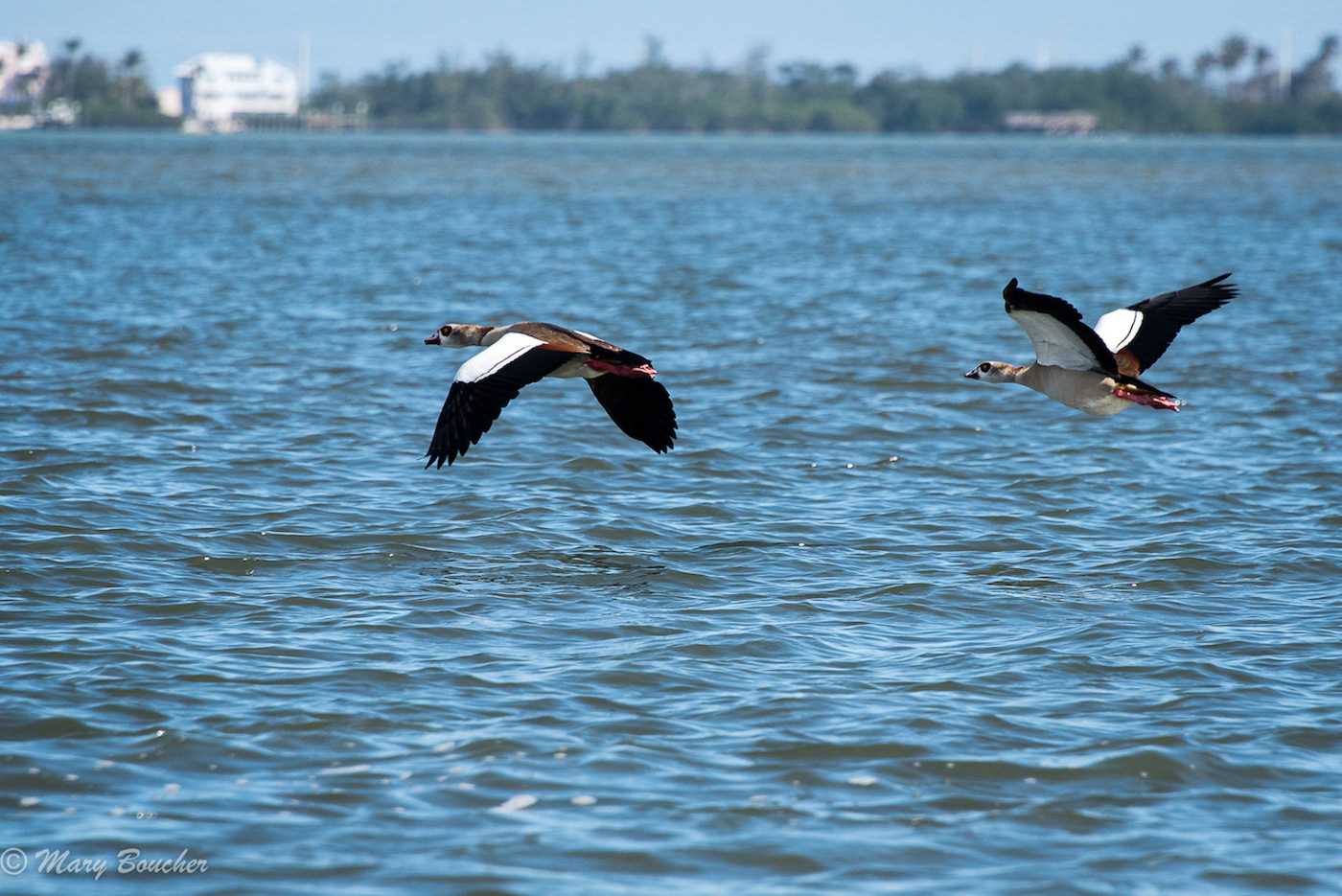 Egyptian Geese