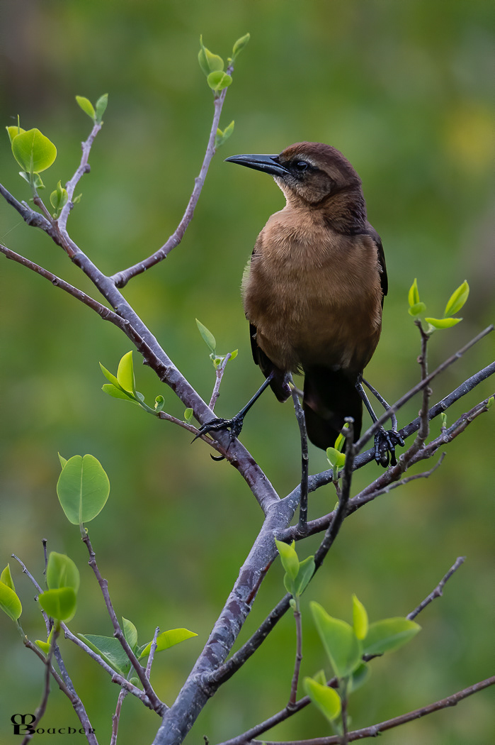 Female boat-tailed grackle
