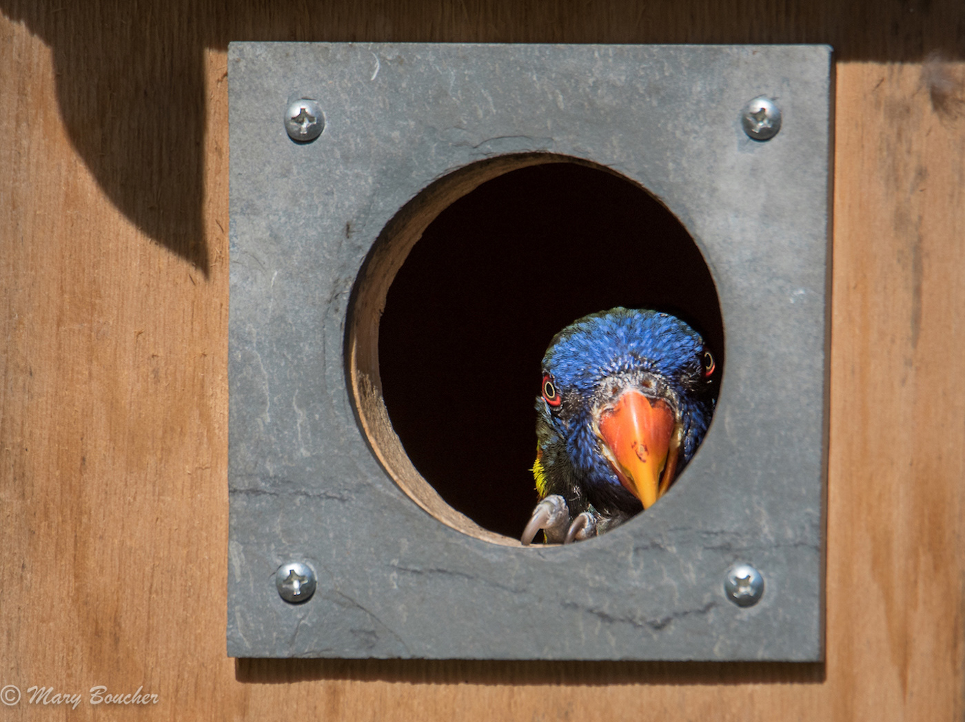 Lorikeet