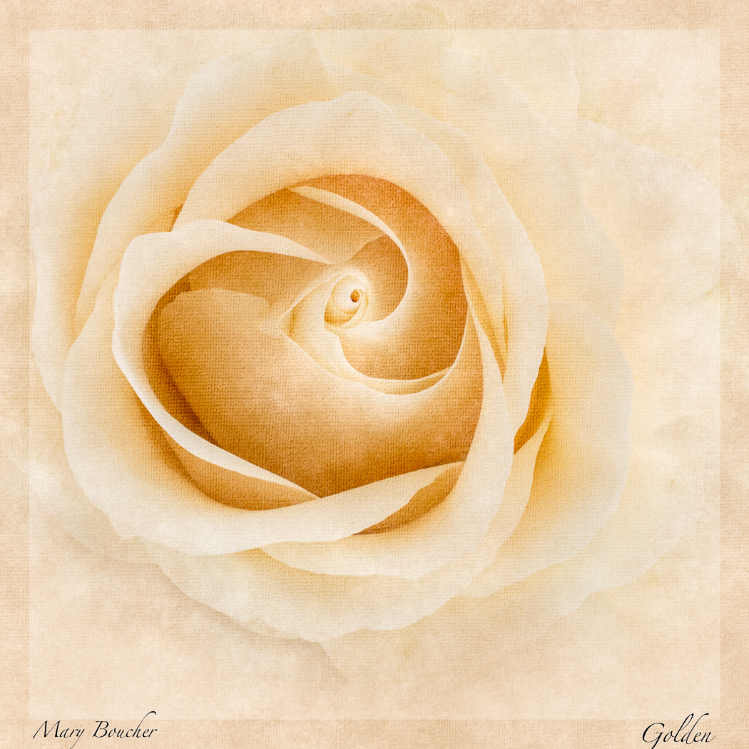 Monochrome Rose