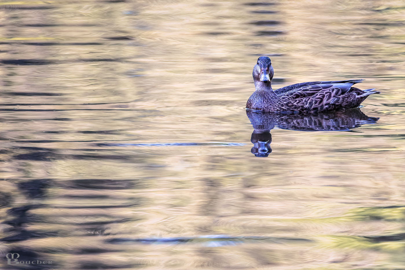 Mallard, female