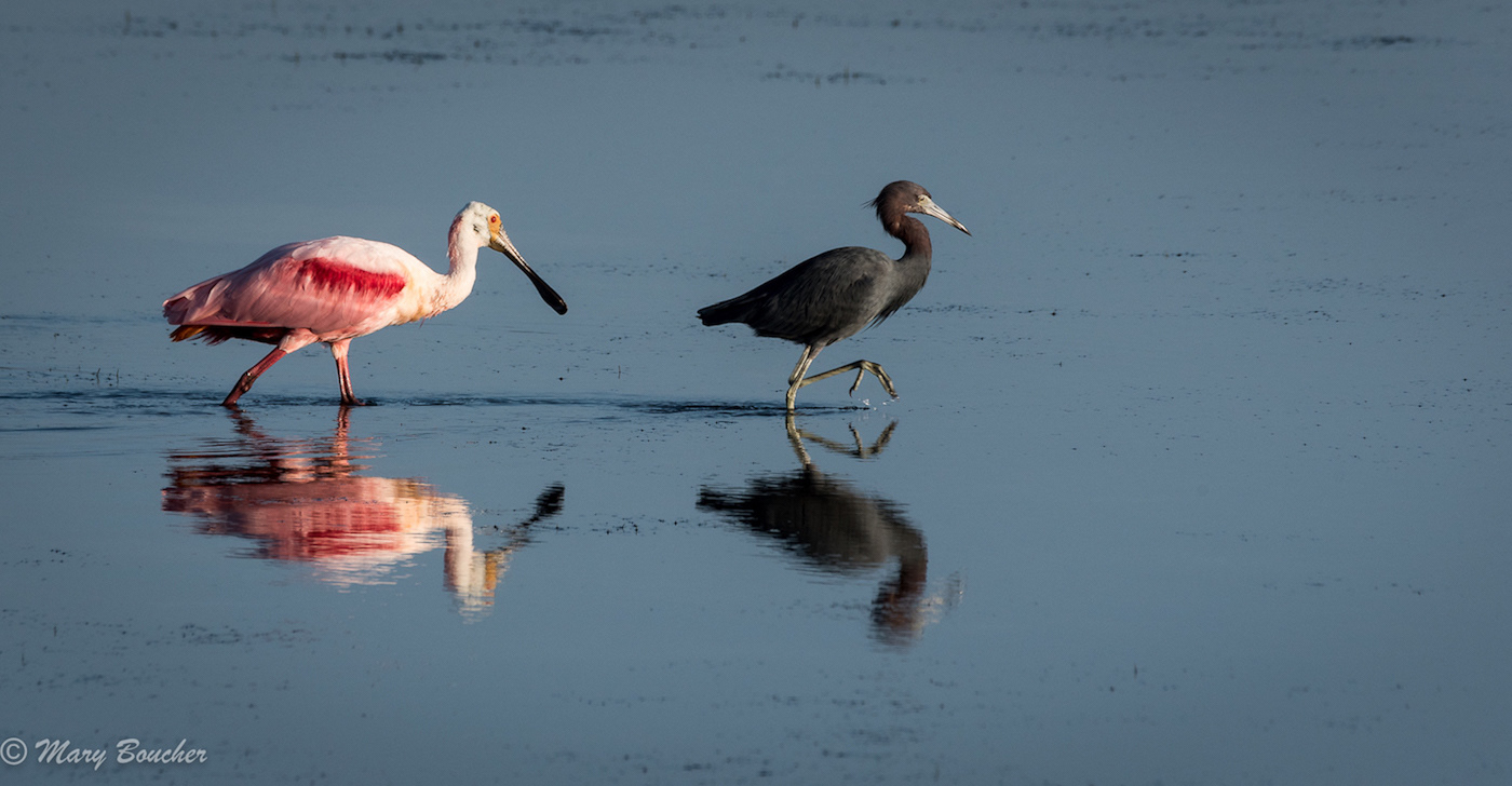 Roseate Spoonbill & Little Blue Heron