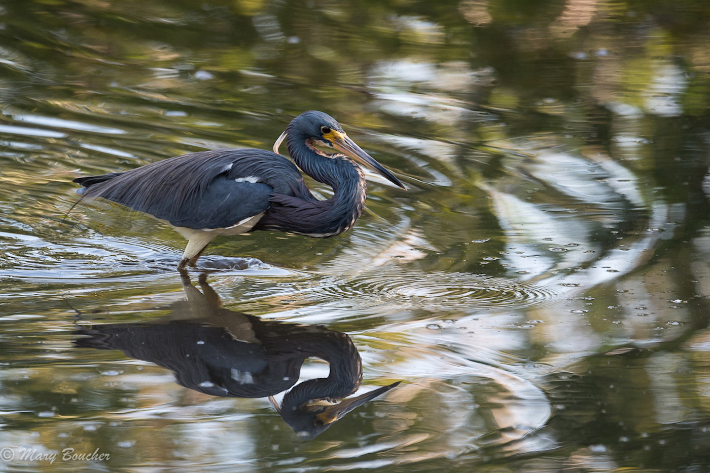 Tricolored Heron