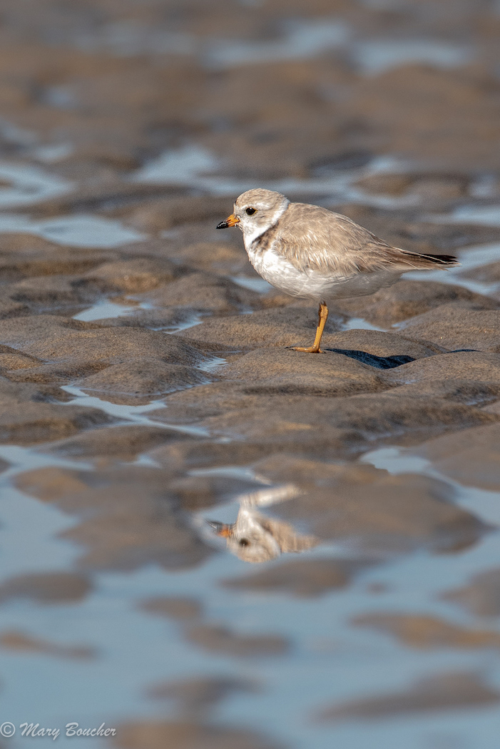 Three-banded Plover