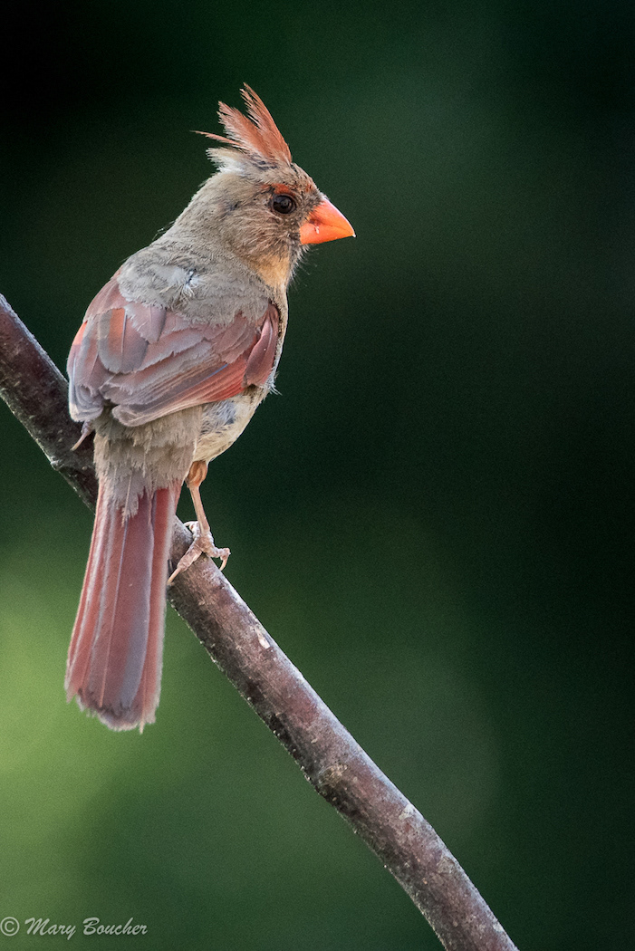 Female Cardinal