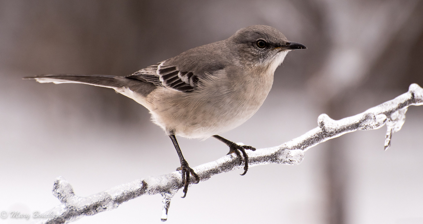 Northern Mockingbird