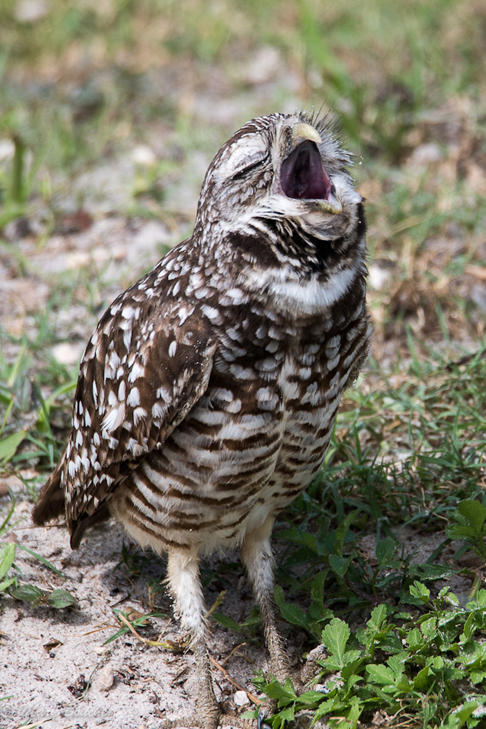 Burrowing Owl