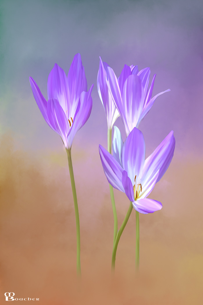 Autumn Crocus