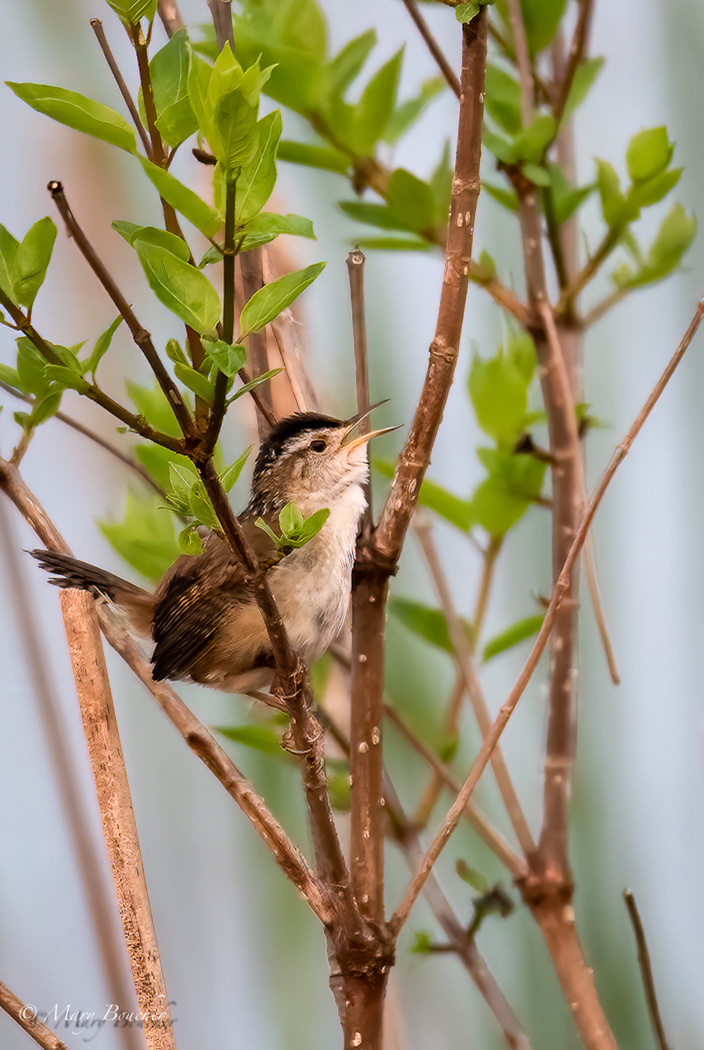Marsh Wren