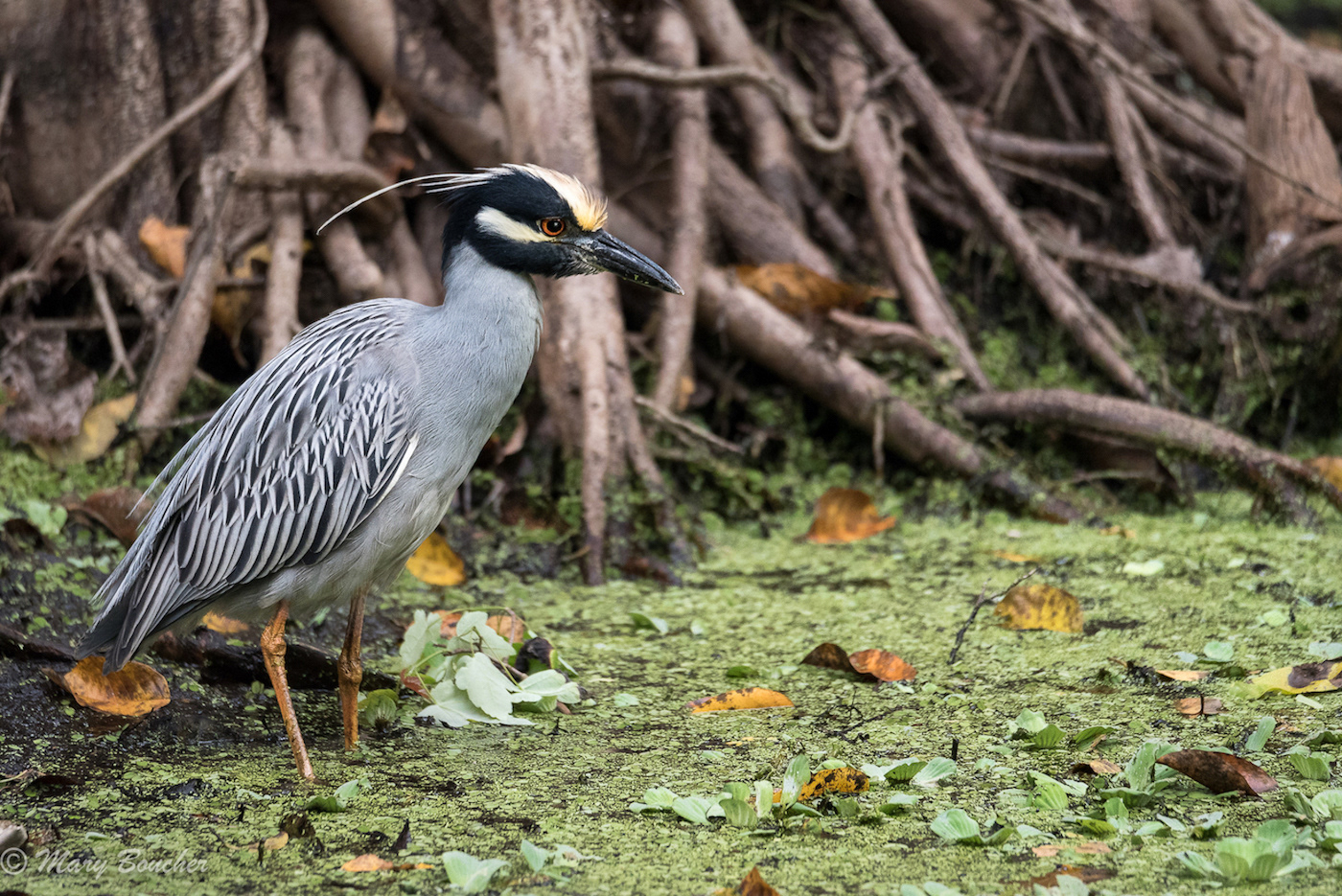 Yellow-crowned Night Heron