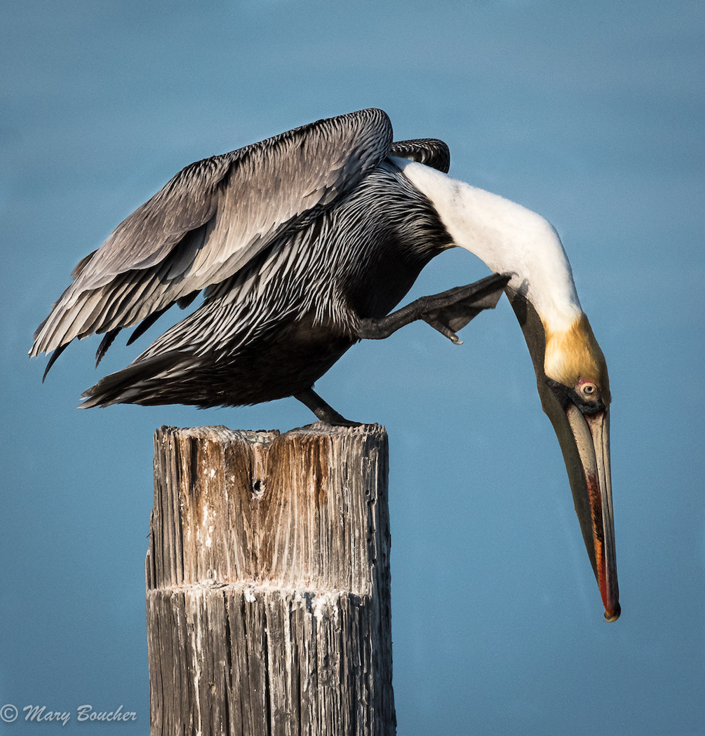 Pelican
