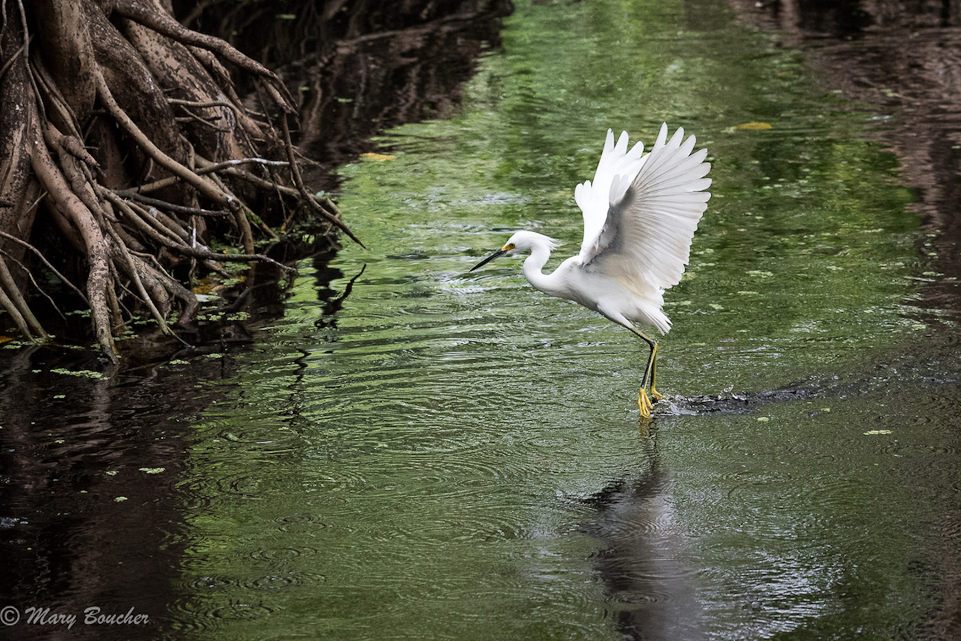 Snowy Egret