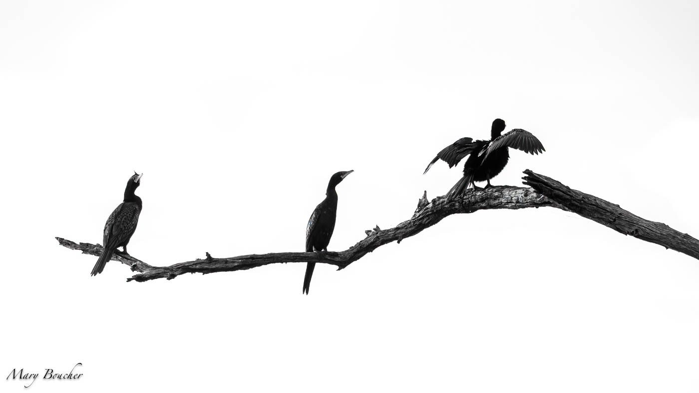 Cape Cormorants