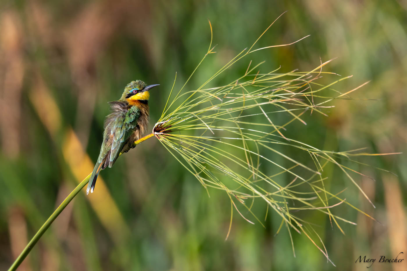 Little Bee-eater