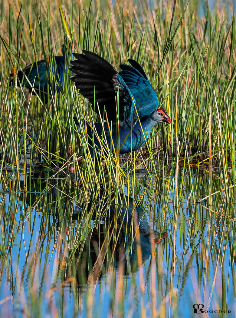 Purple Gallinule