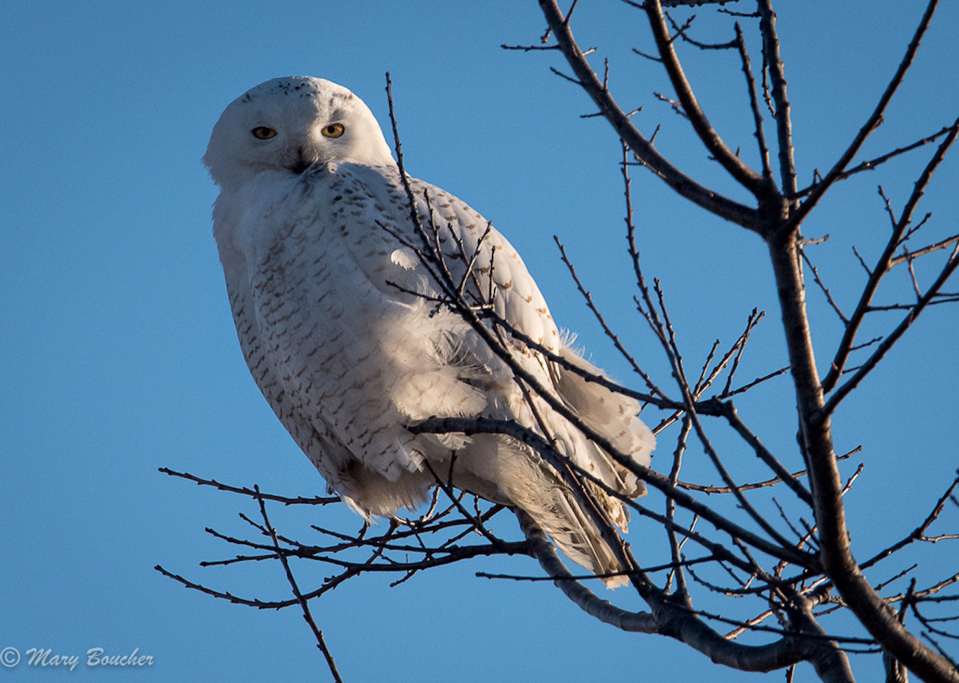 Snowy Owl