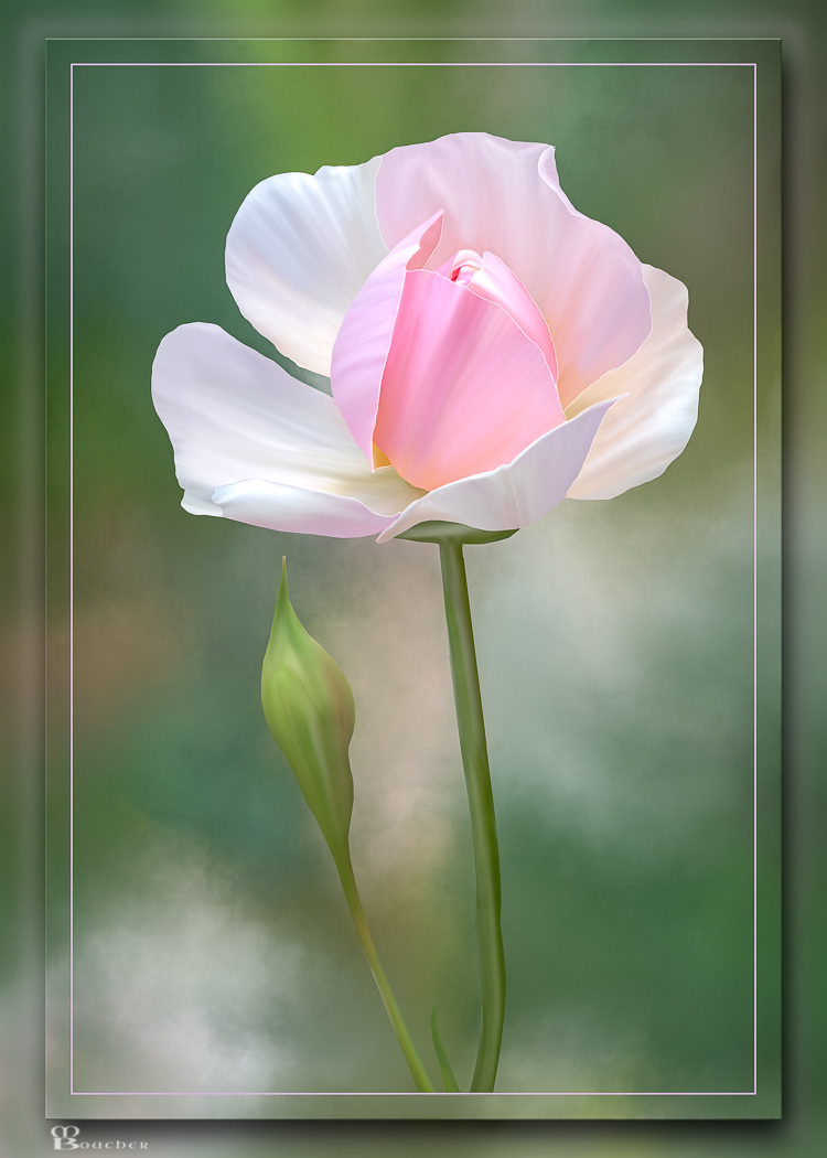 Rose & Bud