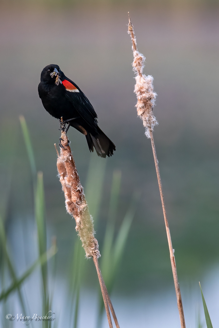 Red-winged Blackbird