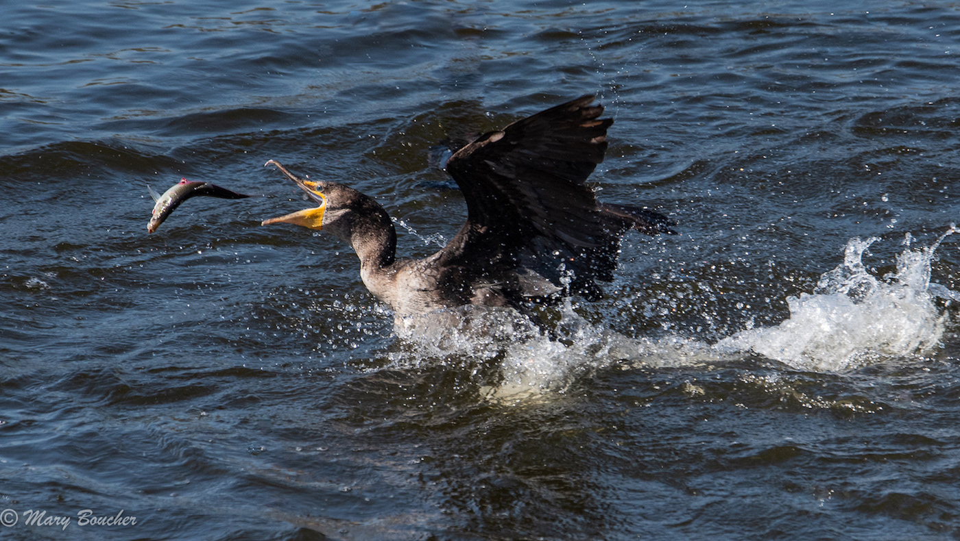 Cormorant