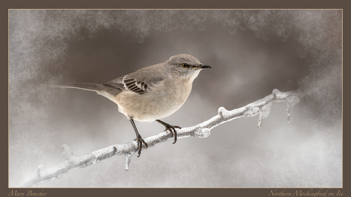 Frosted Northern Mockingbird